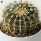 Golden Barrel Cactus Close-Up with Golden Spines 