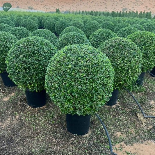 Ehretia ball shape outdoor plant in nursery pot