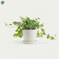 English Ivy trailing hanging plant Dubai UAE