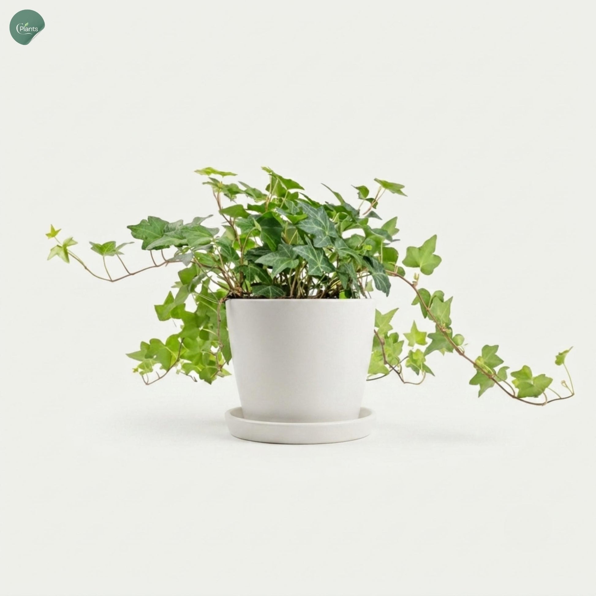 English Ivy trailing hanging plant Dubai UAE