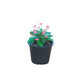 Euphorbia