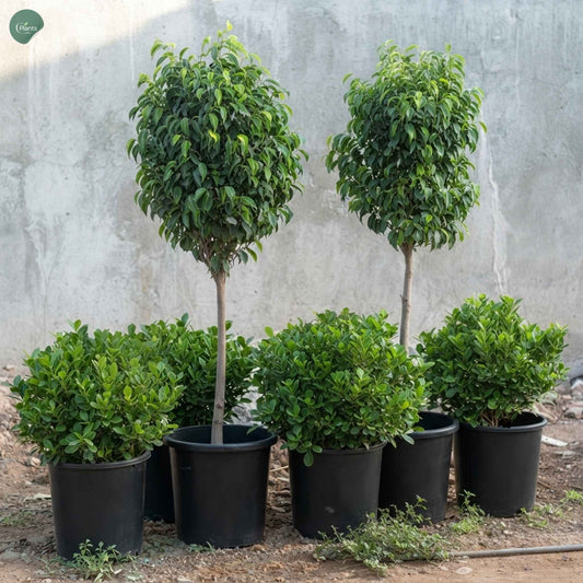 Ficus Benjamina outdoor tree in Dubai UAE