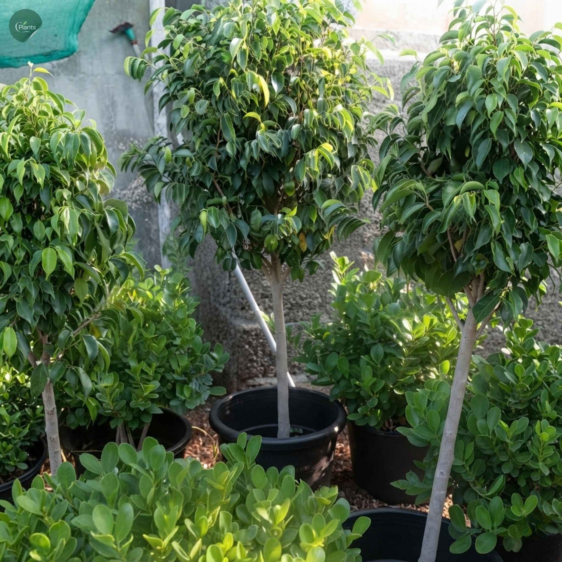Ficus Benjamina Weeping Fig tree for outdoor landscaping Dubai