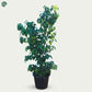 Ficus Benjamina Weeping Fig tree for outdoor landscaping Dubai
