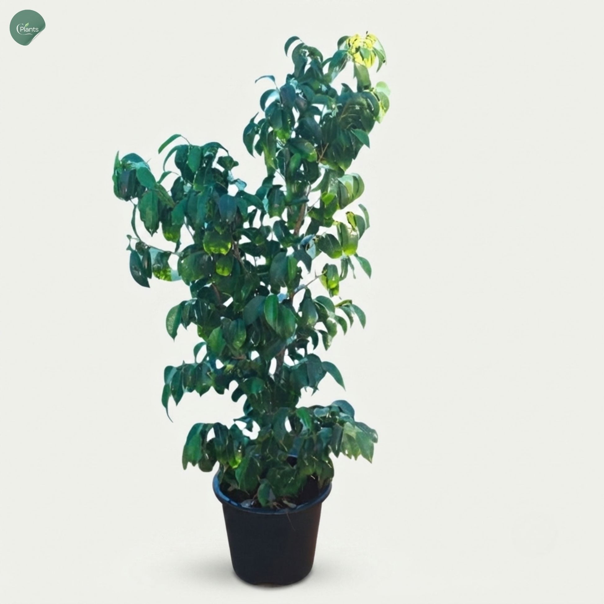 Ficus Benjamina Weeping Fig tree for outdoor landscaping Dubai