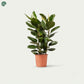 Ficus Elastica Robusta 3PP Rubber Plant Dubai UAE