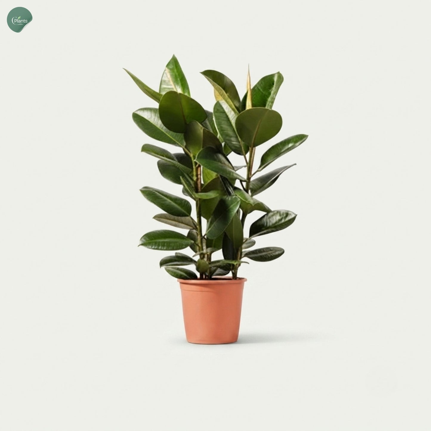 Ficus Elastica Robusta 3PP Rubber Plant Dubai UAE