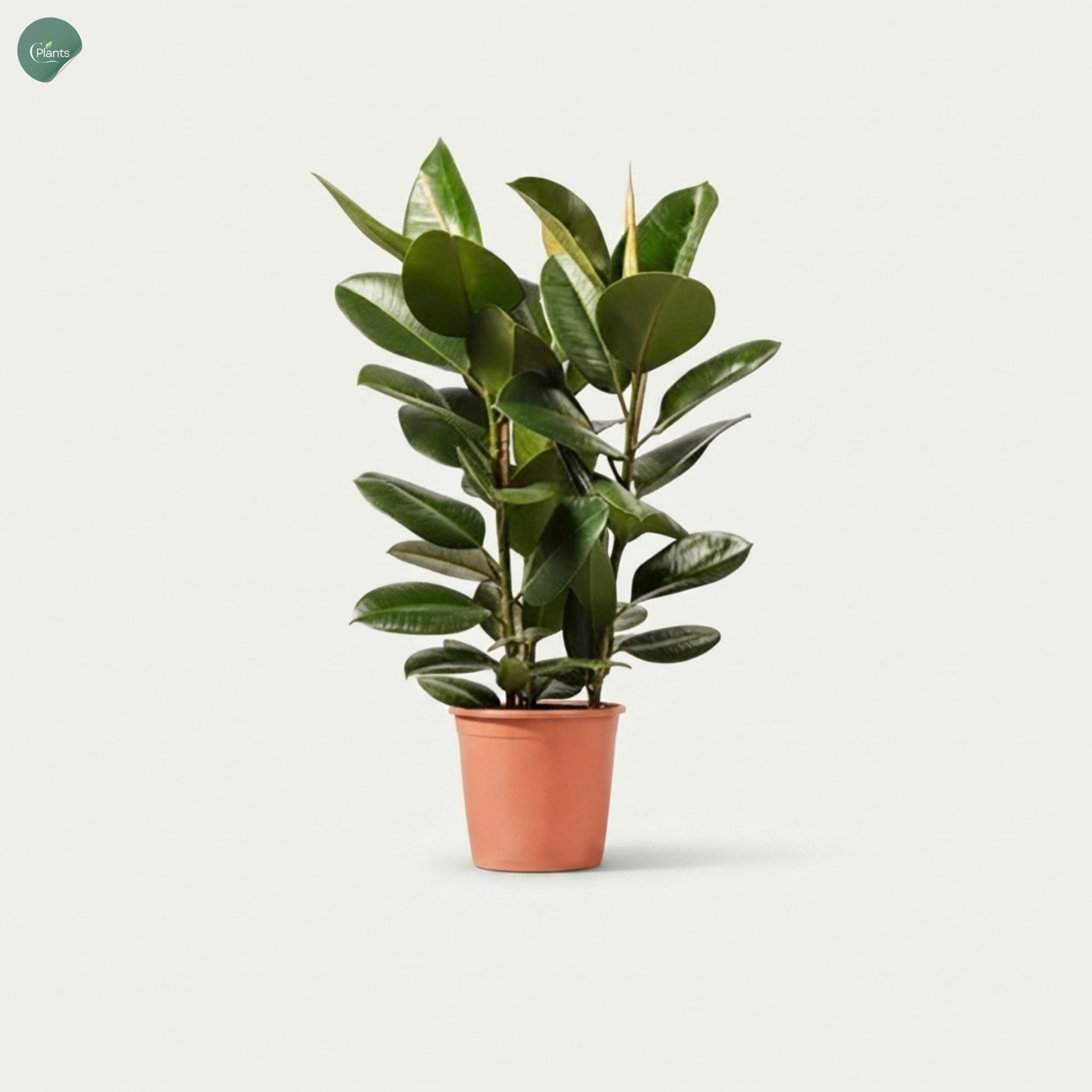 Ficus Elastica Robusta 3PP Rubber Plant Dubai UAE