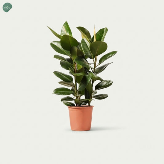 Ficus Elastica Robusta 3PP Rubber Plant Dubai UAE