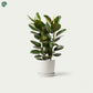 Ficus Elastica Robusta Rubber Plant for Sale in Dubai 