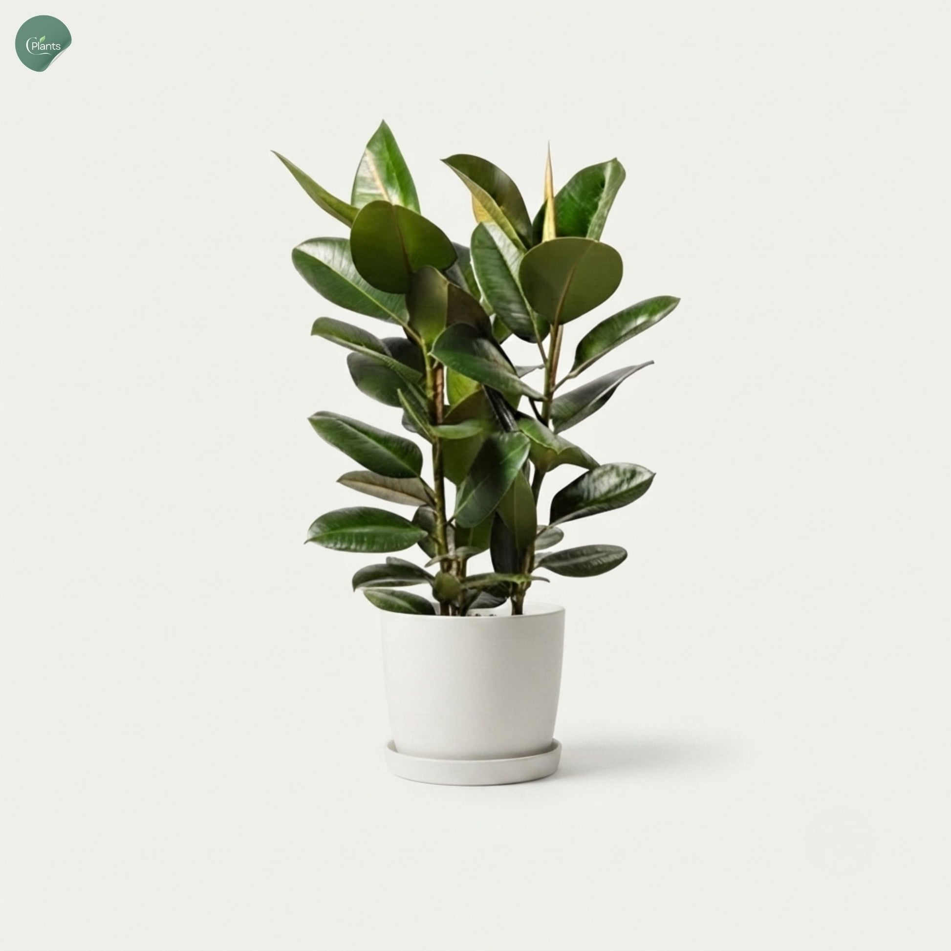 Ficus Elastica Robusta Rubber Plant for Sale in Dubai 