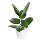 Ficus Elastica Robusta