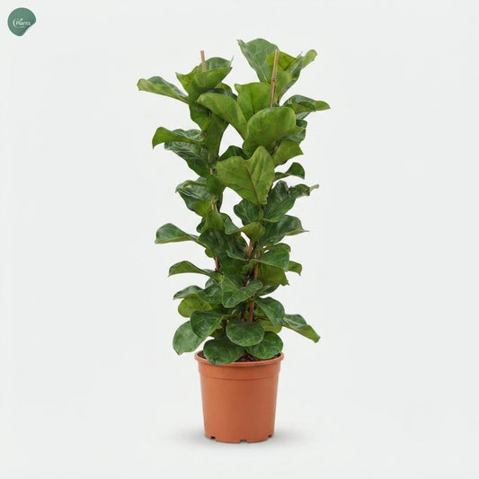 Ficus Lyrata 3PP indoor plant in Dubai UAE 