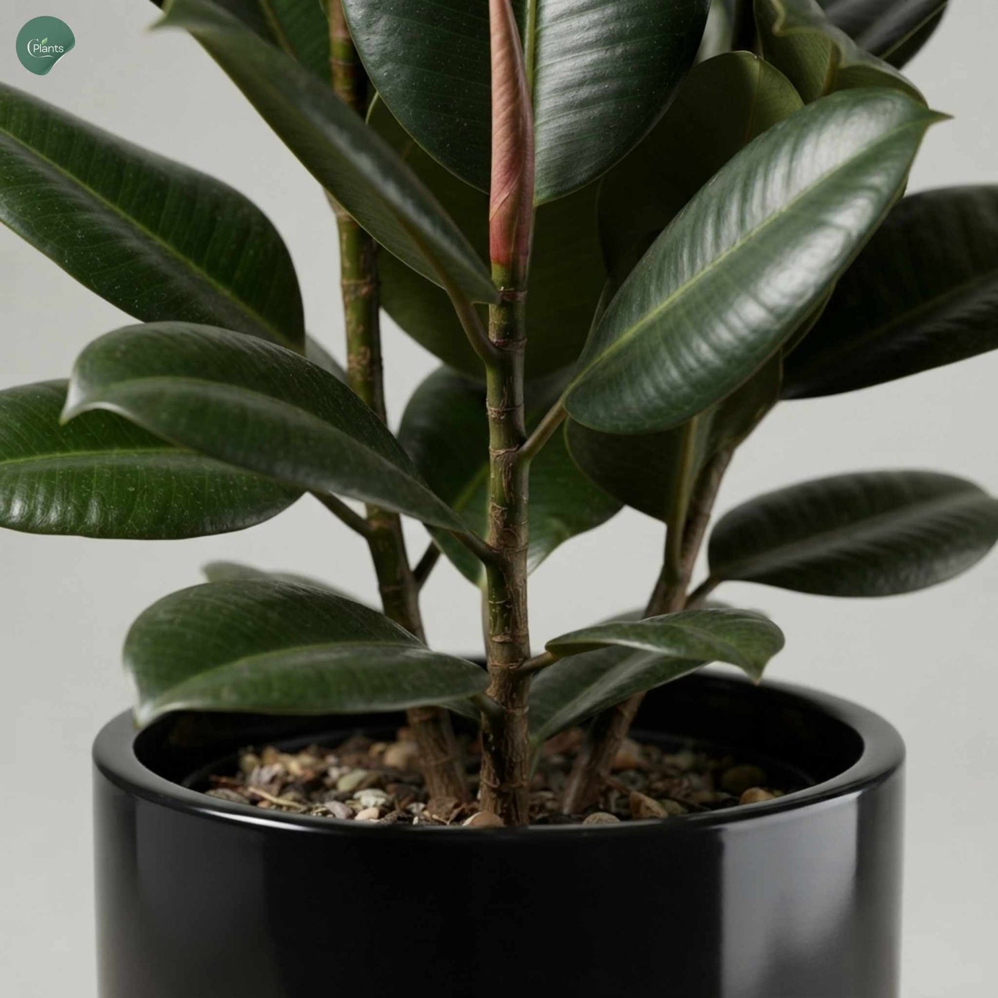 Large Green Rubber Plant Dubai UAE 