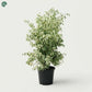 Ficus Starlight outdoor plant with variegated foliage