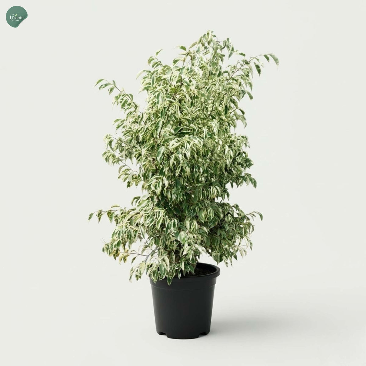 Ficus Starlight outdoor plant with variegated foliage