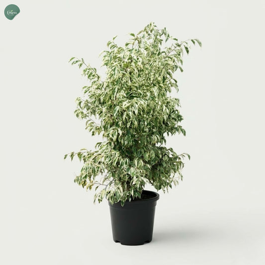 Ficus Starlight outdoor plant with variegated foliage