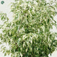 Close-up of Ficus Starlight variegated leaves