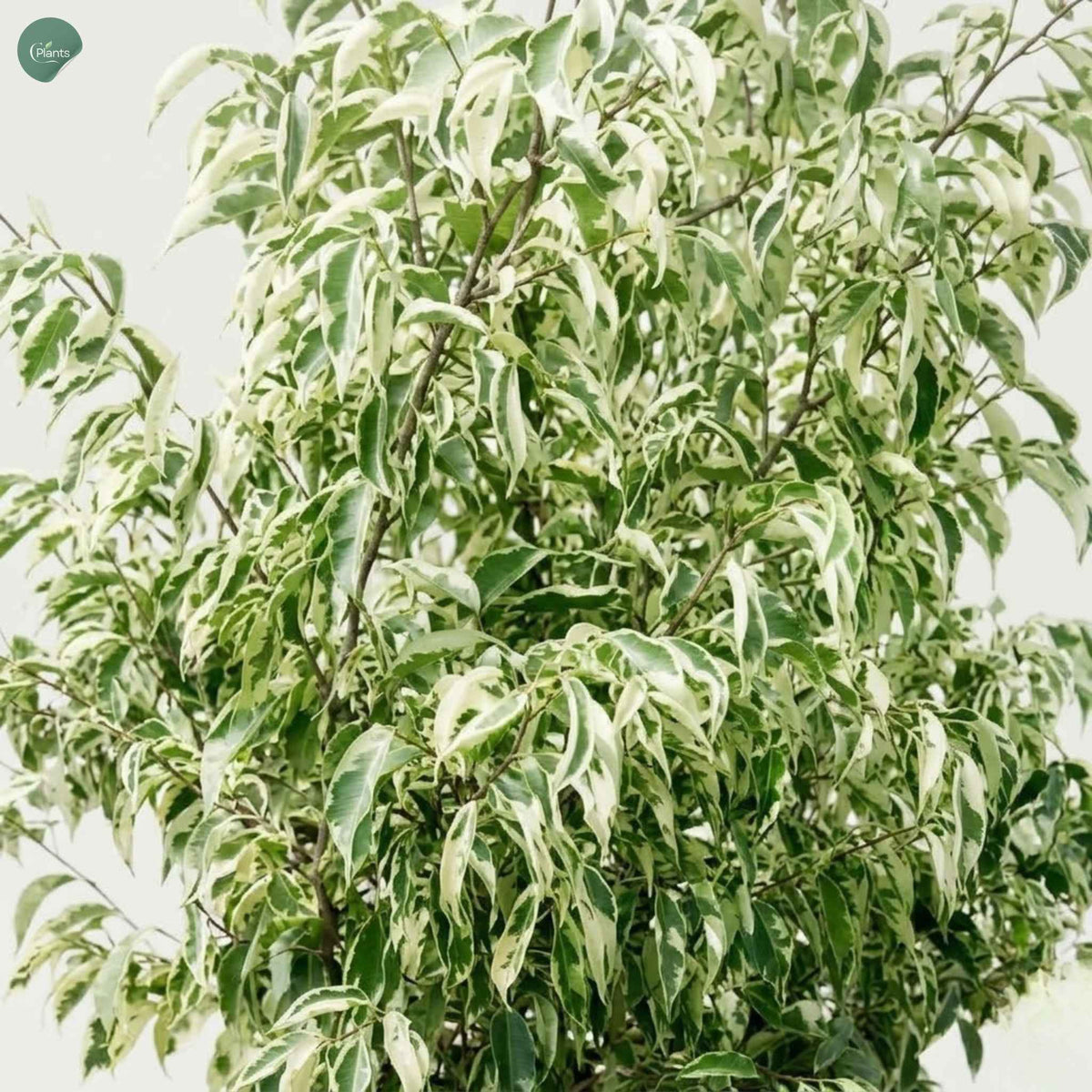 Close-up of Ficus Starlight variegated leaves