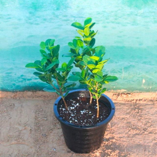 Ficus Panda