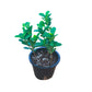 Ficus Panda