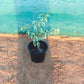 Ficus Starlight
