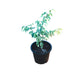 Ficus Starlight