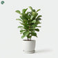 Fiddle Leaf Fig indoor plant in a decorative pot 