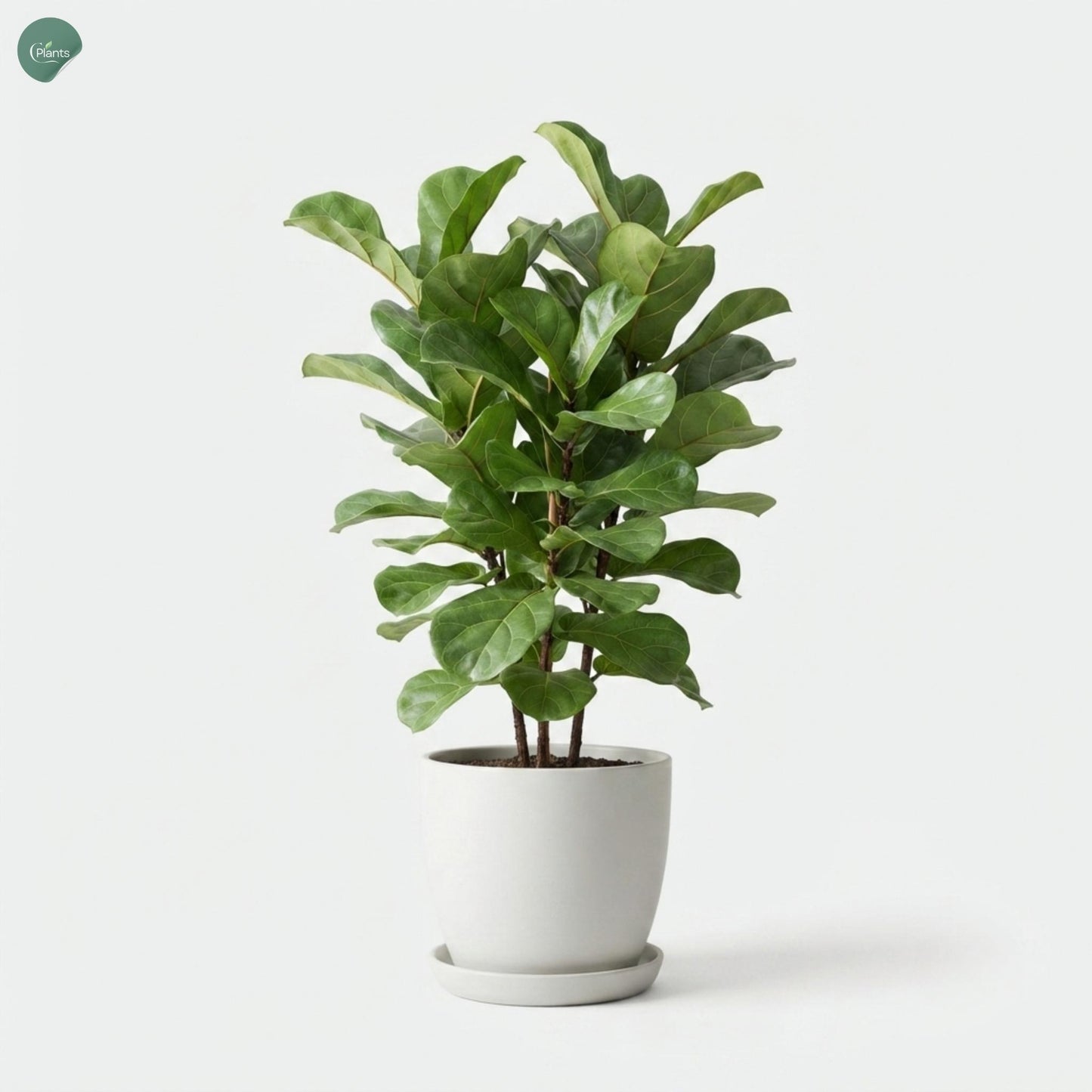 Fiddle Leaf Fig indoor plant in a decorative pot 