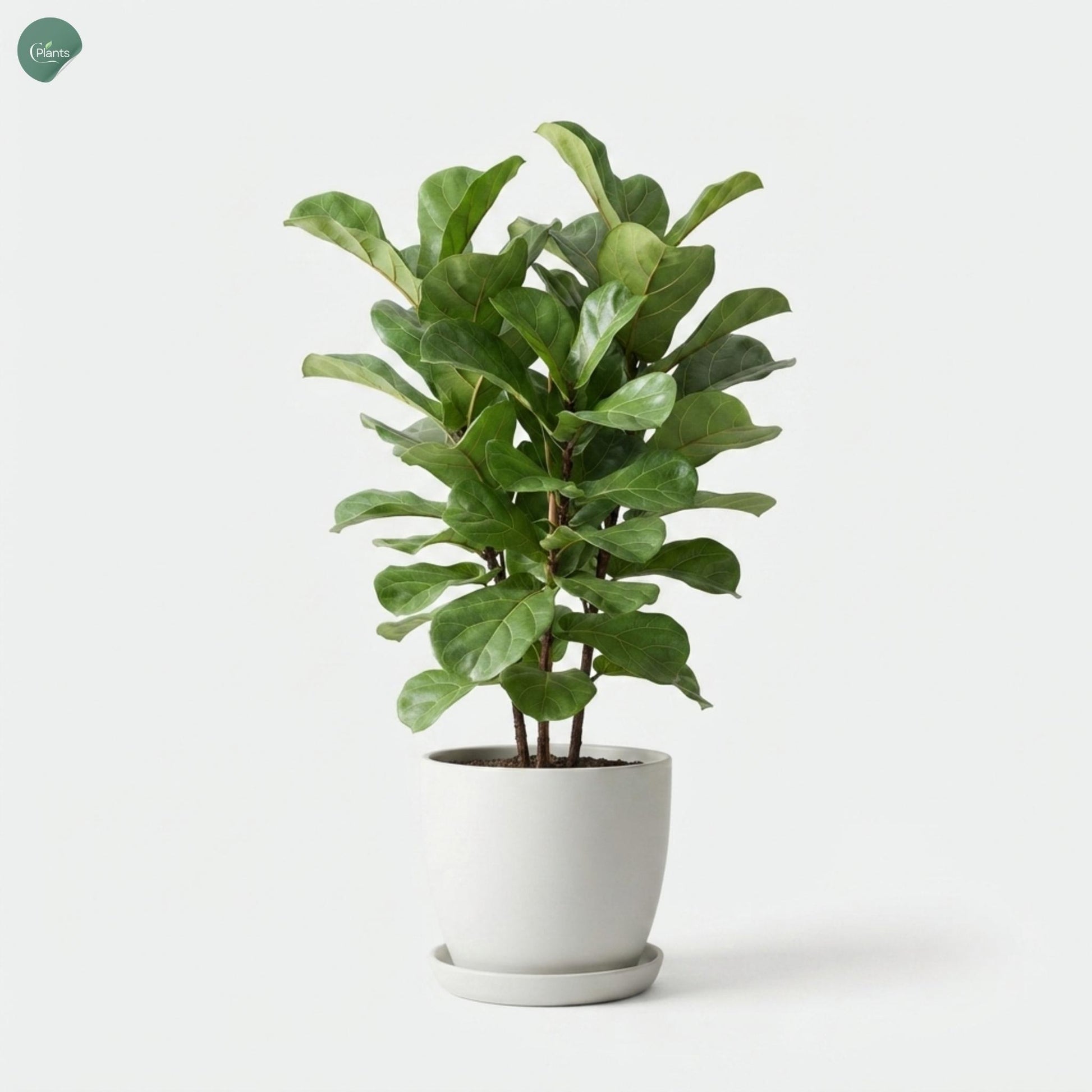 Fiddle Leaf Fig indoor plant in a decorative pot 