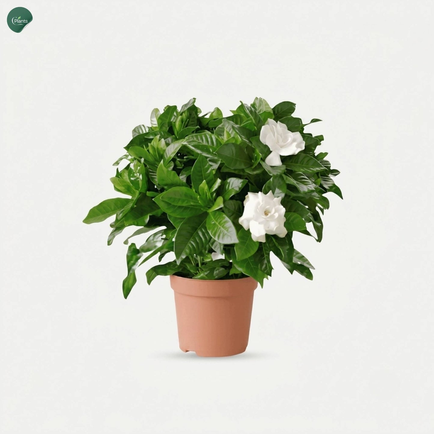 Gardenia Indoor Flowering Plant with fragrant white blooms in nursery pot 