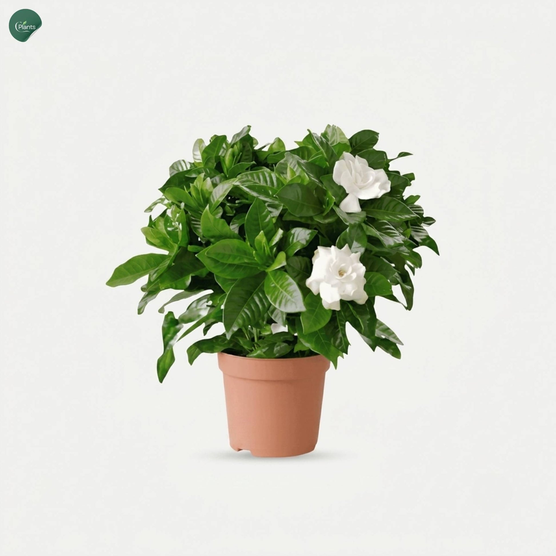 Gardenia Indoor Flowering Plant with fragrant white blooms in nursery pot 