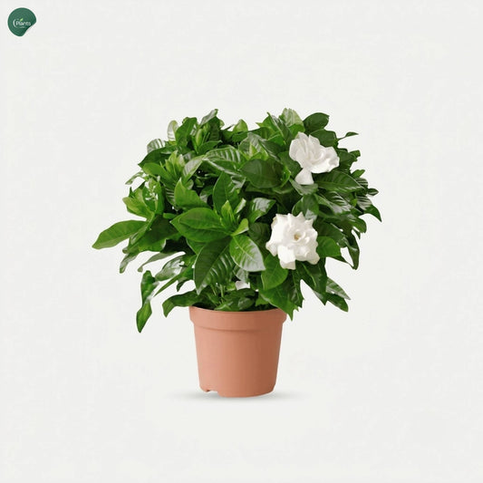 Gardenia Indoor Flowering Plant with fragrant white blooms in nursery pot 