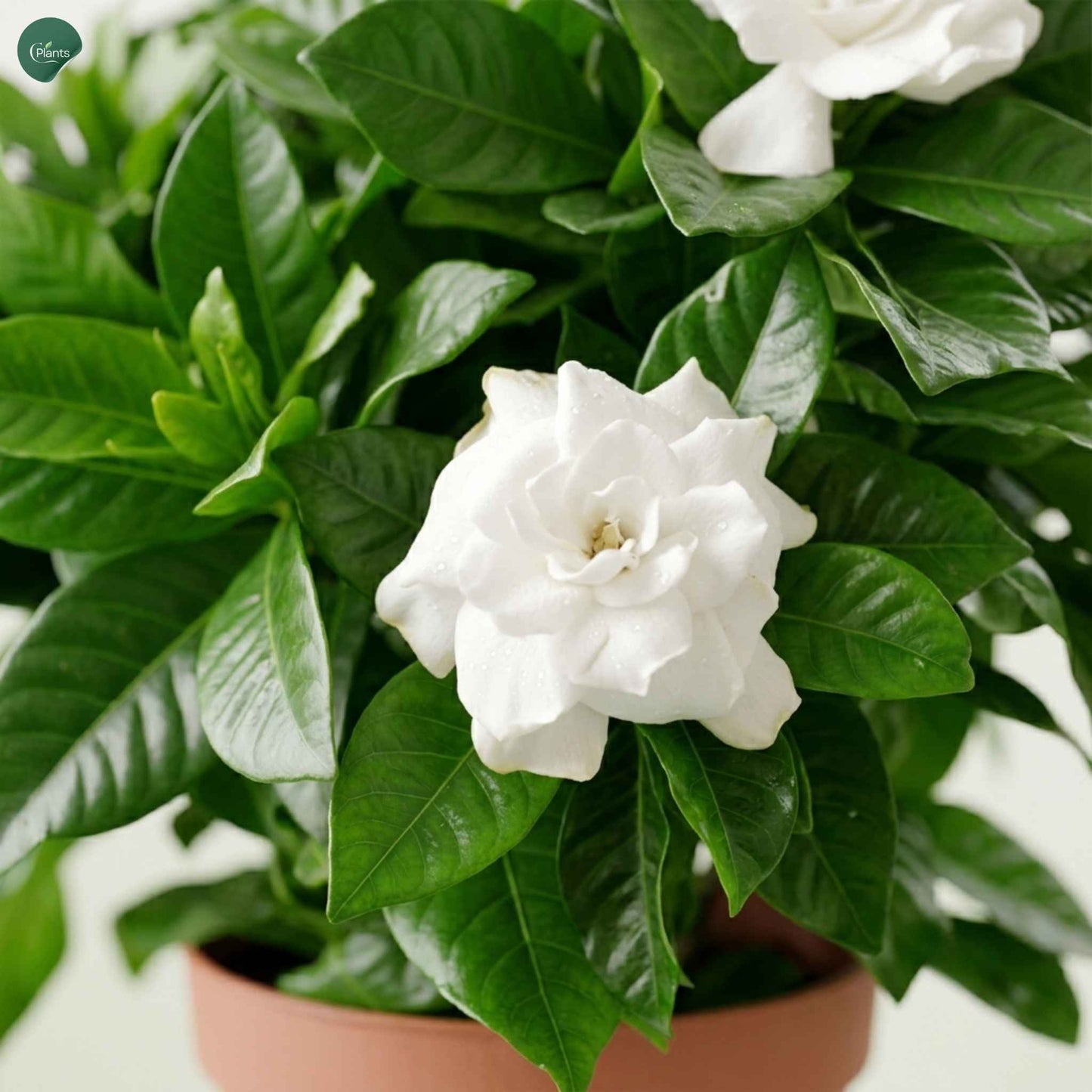 Premium Gardenia indoor plant with glossy green leaves 