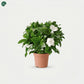 Gardenia Indoor Flowering Plant for UAE homes 