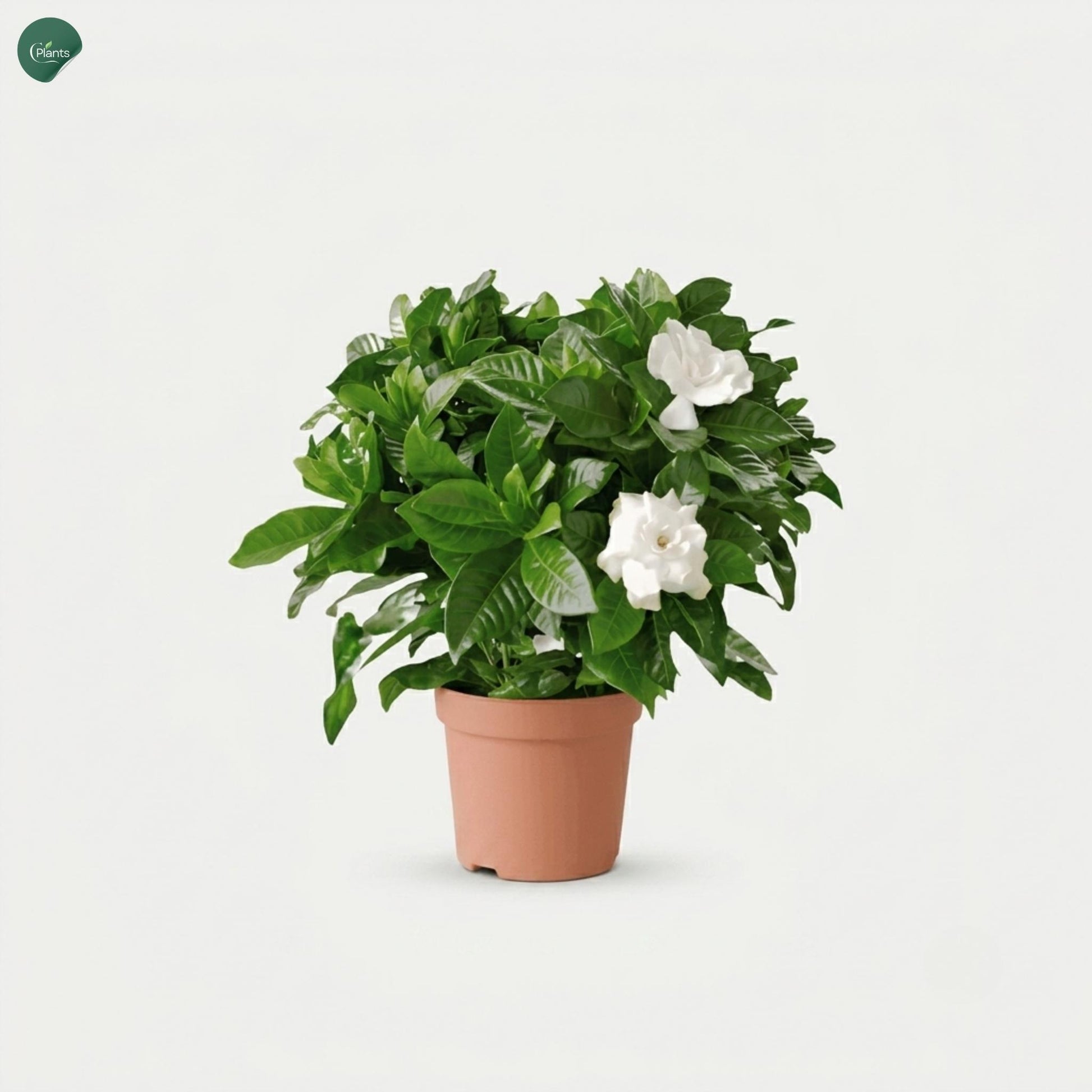Gardenia Indoor Flowering Plant for UAE homes 