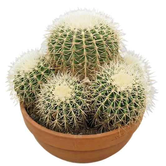 Golden Ball Cactus