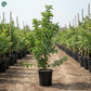 Guava Tree in Dubai UAE - Healthy Psidium guajava Fruit Tree