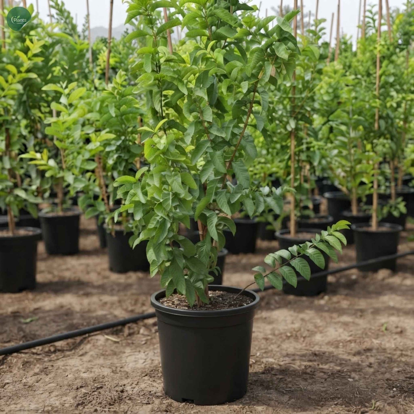 Guava Tree green leaves - Psidium guajava plant UAE