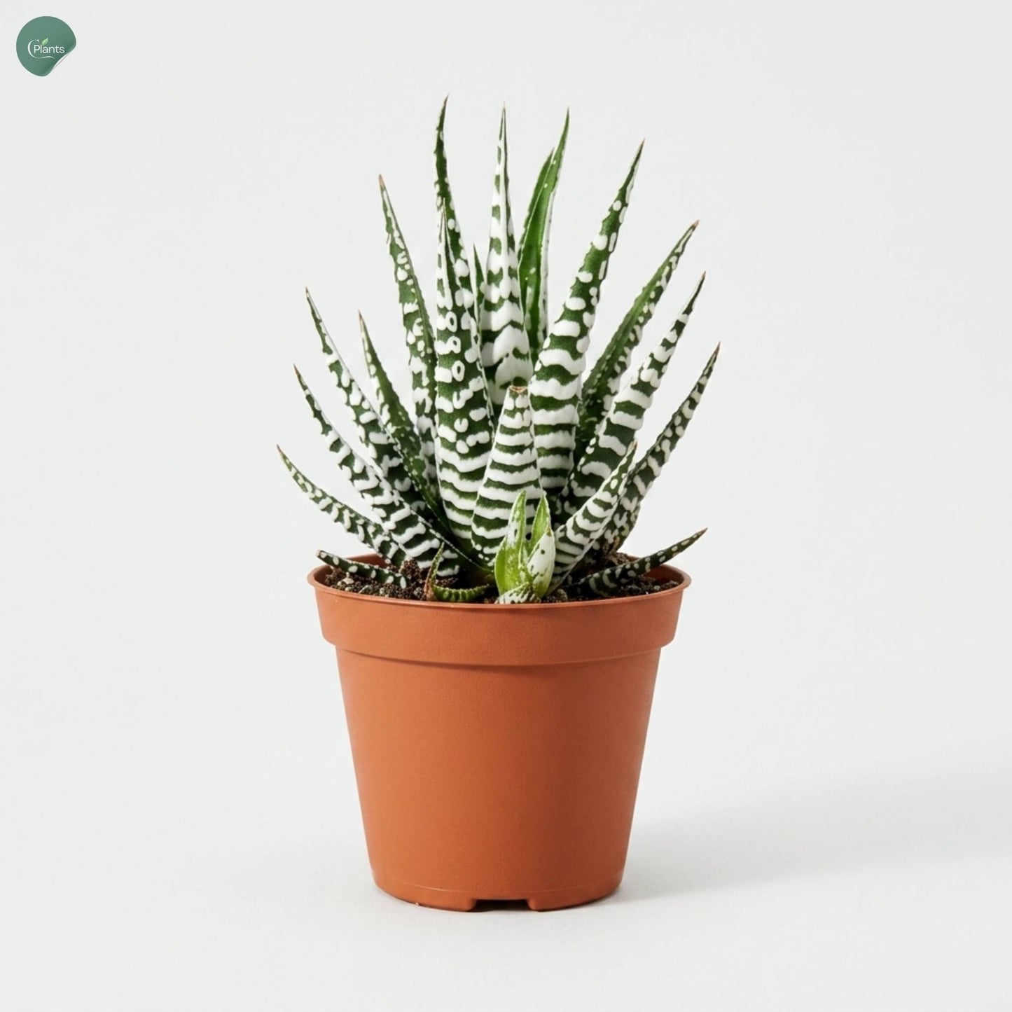 Haworthia Alba 10CM Indoor Plant in Nursery Pot Dubai UAE 