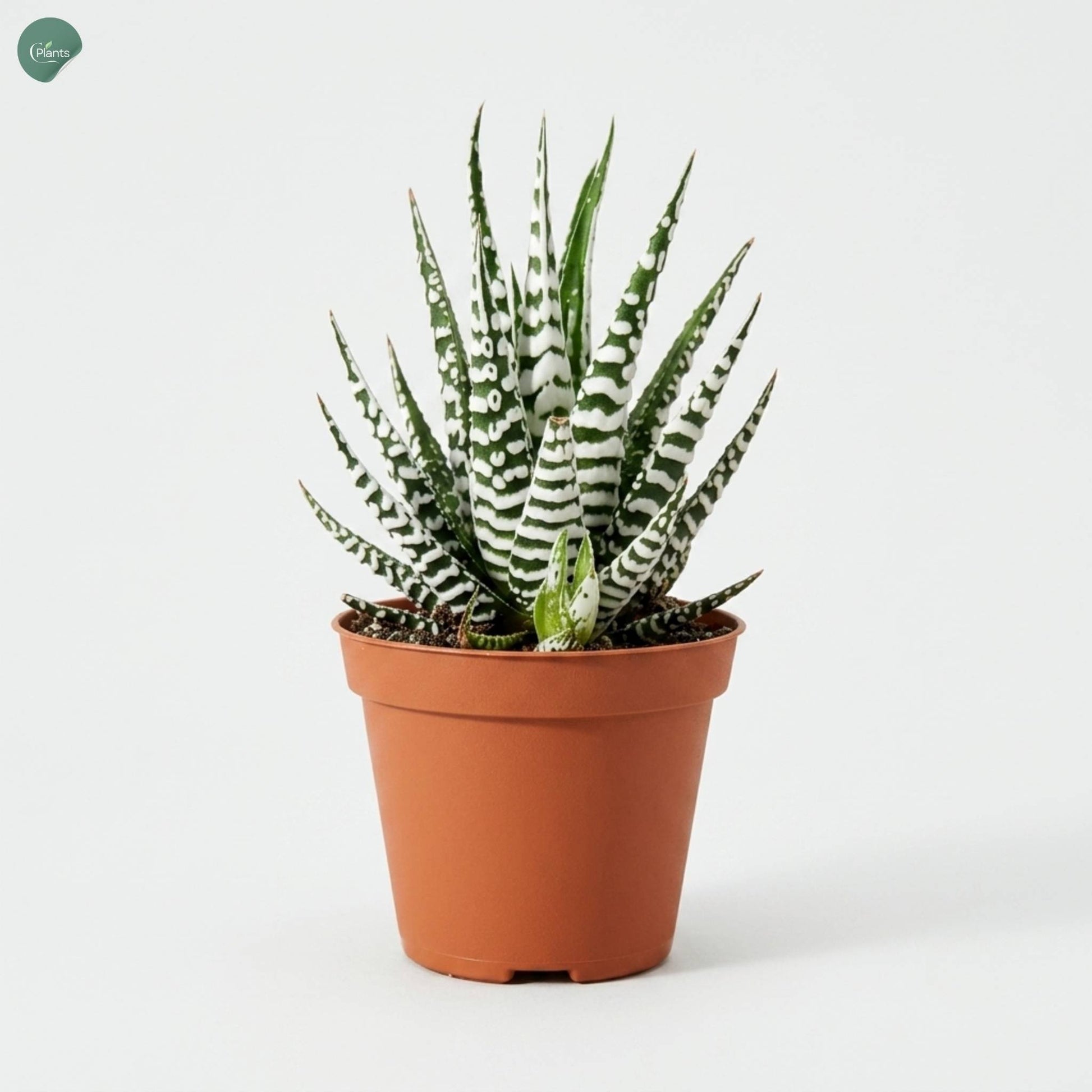 Haworthia Alba 10CM Indoor Plant in Nursery Pot Dubai UAE 
