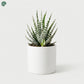 Haworthia Alba Succulent Plant for Home Decoration 