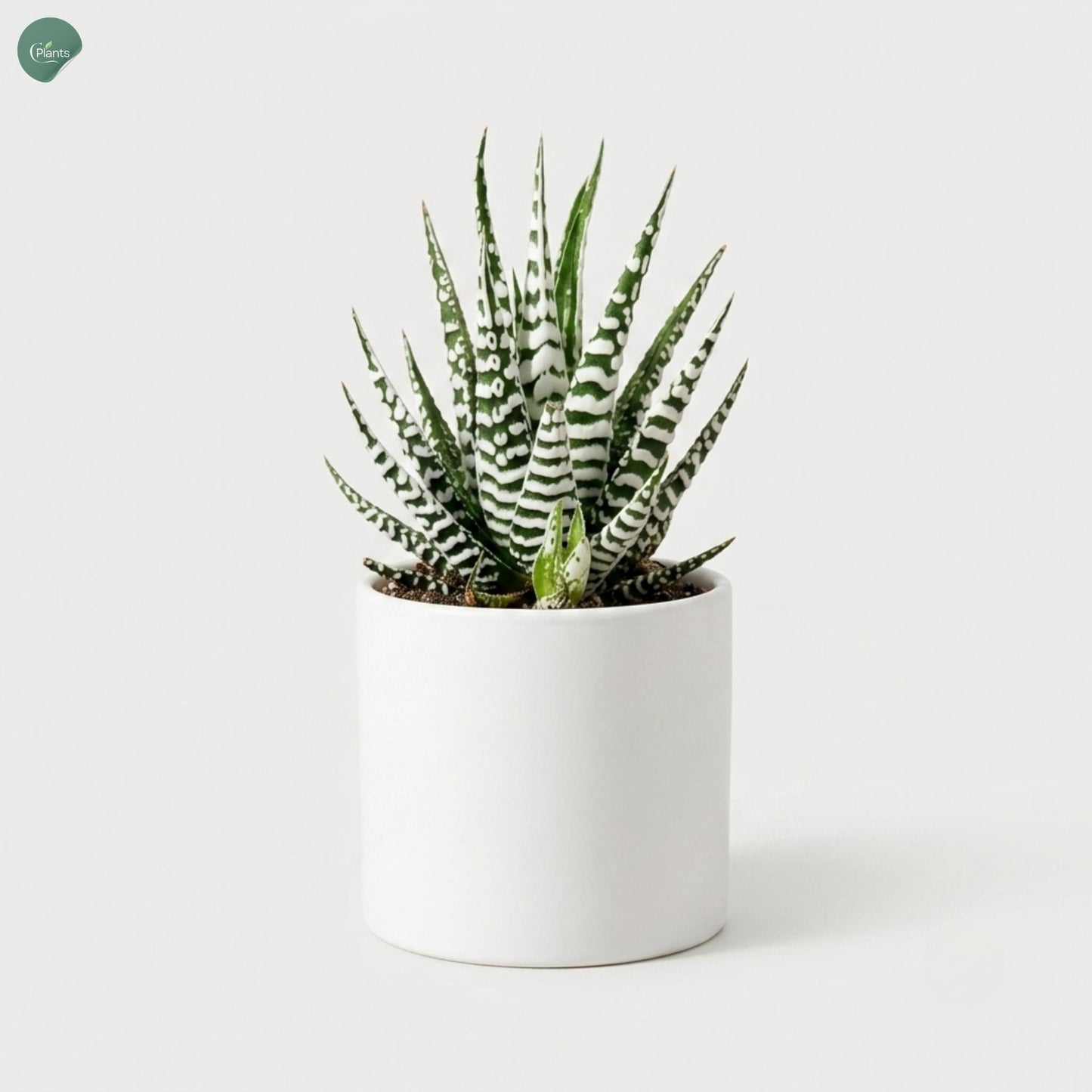 Haworthia Alba Succulent Plant for Home Decoration 