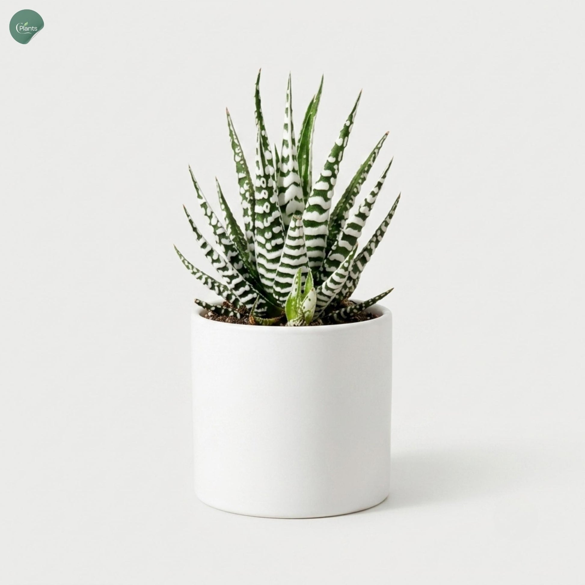 Haworthia Alba Succulent Plant for Home Decoration 