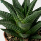 Low Maintenance Haworthia Limifolia Indoor Plant UAE 