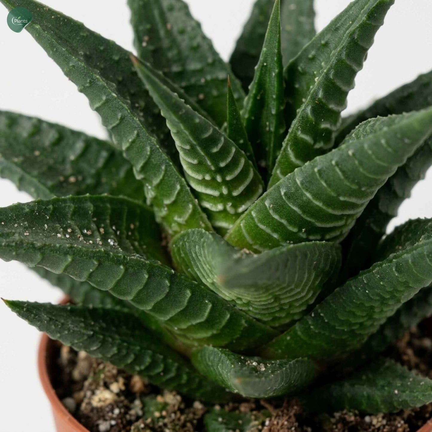 Low Maintenance Haworthia Limifolia Indoor Plant UAE 