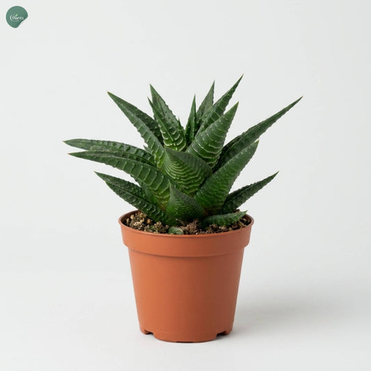 Haworthia Limifolia Indoor Plant in Nursery Pot Dubai UAE 
