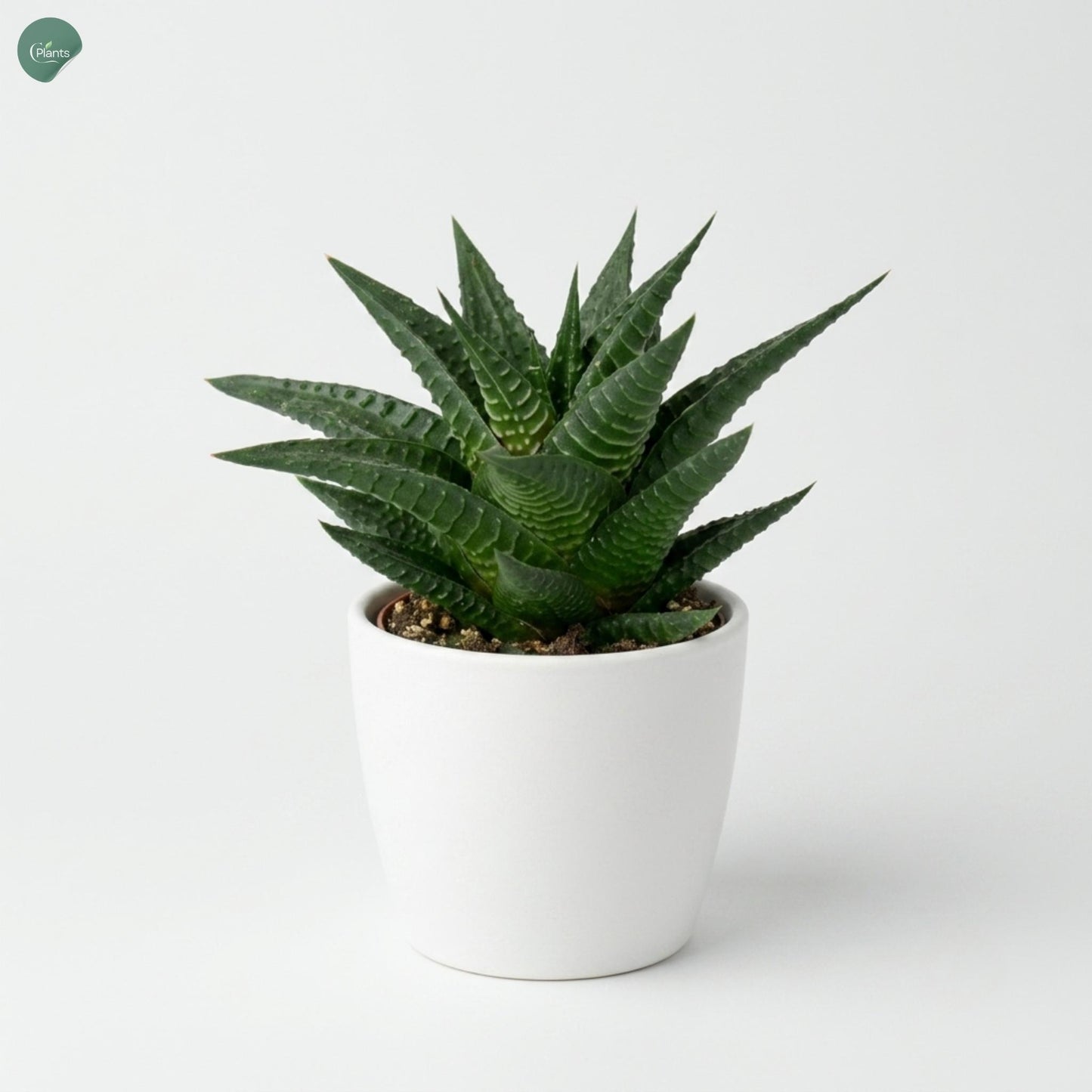 Haworthia Limifolia Succulent Plant for Home and Office Dubai 