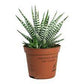 Haworthia alba