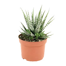 Zebra Cactus